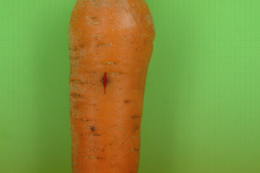 Symptôme de cavity spot (maladie de la tache) sur carotte, tache avec fente